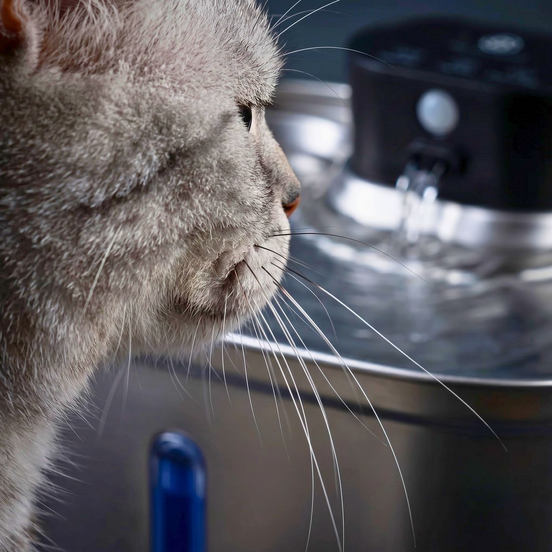 The Acoustic Ecology of an Empty Apartment: Decoding Feline Sensory Stressors