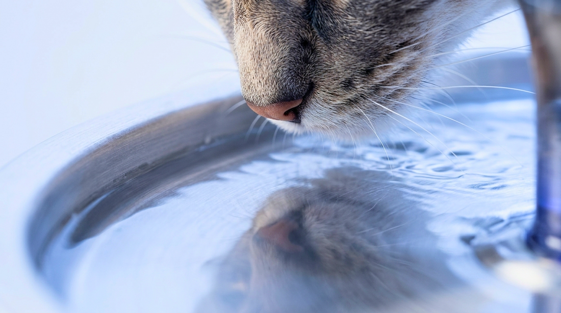 The Purity Behind the Passivation: Feline Hydration and the Medical-Grade 304 Standard
