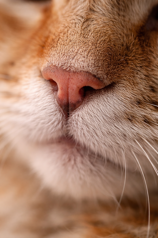 5 Signs Your Cat Isn’t Drinking Enough Water (And What to Do)