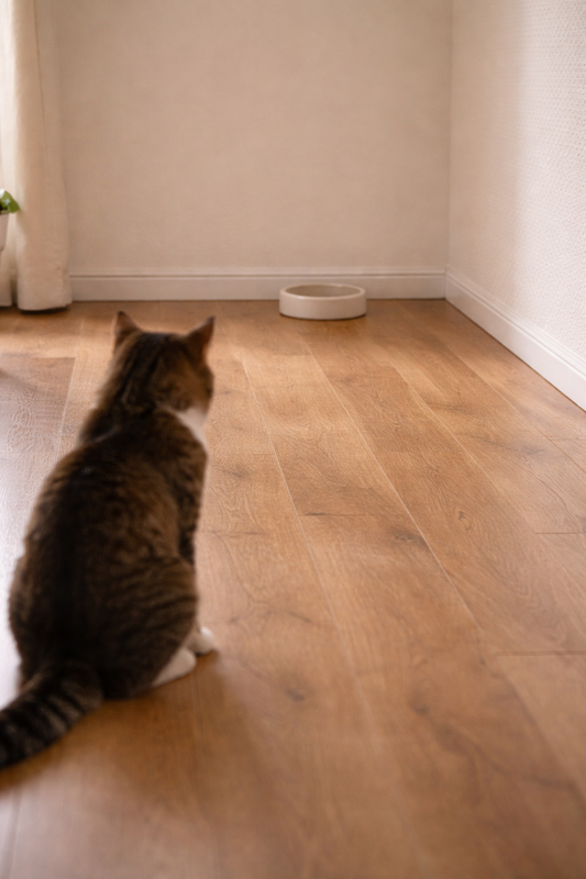 Do Cats Need Multiple Water Stations? Here’s What Experts Suggest