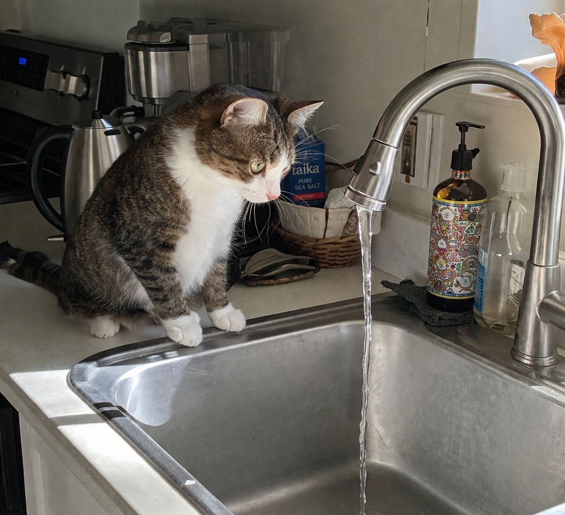 👉 Why Your Cat Only Drinks from the Sink — And How to Fix It Fast