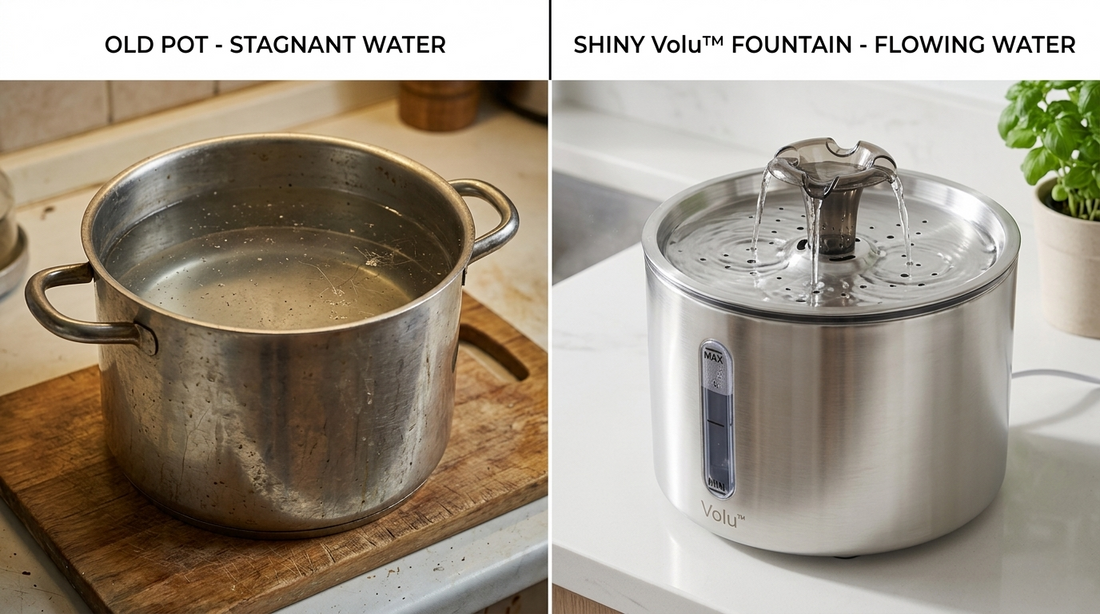 Why You Shouldn’t Just Use a Stainless Steel Pot as a Cat Fountain