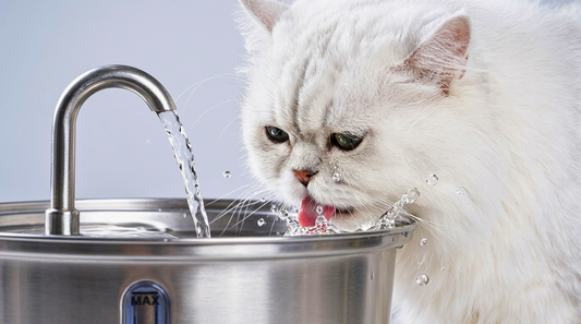 Whisker Fatigue and Spatial Awareness: How Basin Topography Dictates Feline Fluid Intake